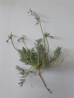 شقایق شاهتره ای